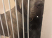 Mastiff x