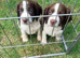 Springer Spaniel