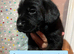 Labrador Puppies