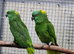 Breeding pair yellow naped amazon