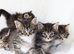 Meet Our Beautiful Kittens!