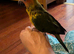 Sun Conure Baby for Sale (1 SOLD, 1 Available)