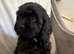 F1 cockapoo 3 black boys