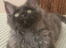 Maine coon Boy