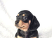 Quality Miniature Dachshunds