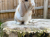Mini lop doe