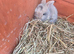 Mini lop mix netherland dwarf
