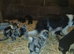 Borderdoodle Puppies