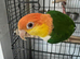 Lovely white belly caique