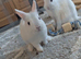 Beautiful Netherland dwarf bunnies