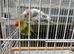 Breeding pairs