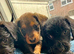 Wire haired dachshund x Jack Russell puppies