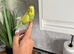 Young budgies from 9 weeks old
