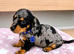 Absolutely stunning mini Daxi pups