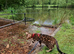 Tica registered brown bengal girl