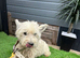 West Highland terrier girl age 3