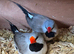 2 breeding pairs hex finch, long tail grass finch