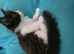 Adorable Ragdoll Mix kittens
