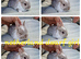 Netherland dwarf babies