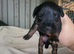 Lakeland terriers