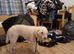 Puré working bedlington but make excelente petspure
