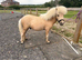 2 year old miniature Shetland