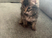Ragdoll x tabby