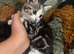 Beautiful stripy girl