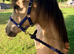 Buckskin Welsh A gelding