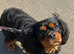 Adorable King Charles caverliers puppies