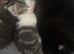 Three kittens for sale
