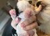 Shih tzu cross Lhasa apso