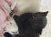 Turkish angora cross