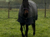 Lottie