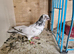 Transylvanian Double Crested
