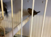 Silver bill finch