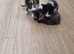 5 mixed kittens for sale £50