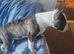 English bull terrier bitch 5 months old