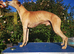 Beautifull whippet puppies