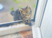 4 Kittens Ready for a Home now!!
