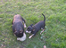 Male 1 year old black tan looking for his forever home