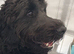 Beautiful black F2 Labradoodles