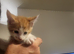 Maine coon cross kittens