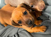 Dachshund