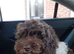 Poodle puppy