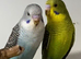 Blackwing budgies