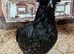Pilkie (Polish and Silkie crossed)