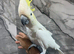 Friendly Male Super Tame Cuddly Lesser Sulphur Crested Cockatoo Parrot,25
