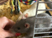 4 rats with cage very friendly