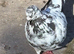 Pigeon for sale